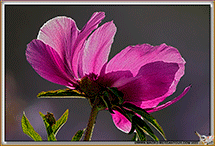 Pivoines
